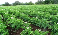 Kütahya patates üreticilerine “Bitki Pasaportu” zorunluluğu