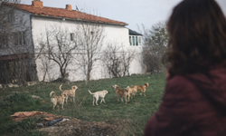 Kütahya’da korkutan görüntü: Köpek sürüleri mahalleyi sardı