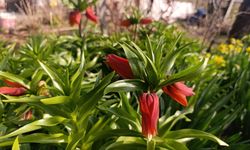 Kütahya’da 20 Günlük Ters Lale Görsel Şöleni Başladı