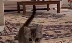 Kütahya'nın en ünlüsü artık bir kedi: Takla atmayı öğrenen kediye beğeni yağdı!