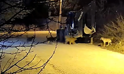 Kütahya’da başıboş köpekler mahalleyi tedirgin etti