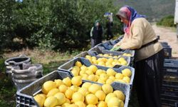 Altın değil limon: Bir yılda fiyatı yüzde 410 arttı