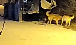 Kütahya'da bu mahallede yürürken kendinizi kollayın: Tehlikeye dikkat!