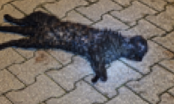 “Başvurmadığımız yer kalmadı”: Kütahya’da tepki büyüyor