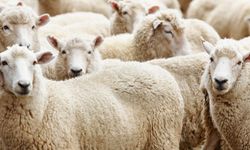 Kütahya’da kurbanlık fiyatları belli olmaya başladı