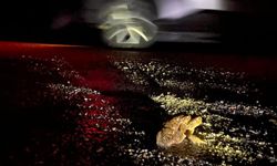 Kütahya’da kurbağalar ölüm yolunda