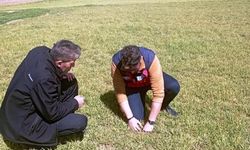 Aslanapa’da Hububatta Soğuk Alarmı! Ekipler Sahaya İndi