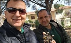 Balda liderlik Türkiye’de: Çam balında zirve kimseye bırakılmadı