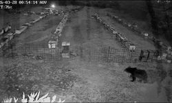 Gece yarısı baskını: Ayı ailesi kovanlara saldırdı