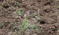 Gediz MYO Bahçesinde Nadir Güzellik: Görenler Gözlerine İnanamadı!