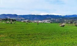 Kütahya Gediz’de bahar sürprizi: Görenler dönüp bir daha bakıyor