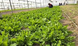 Sağlık alarmı sonrası harekete geçildi: Seralarda denetim başladı