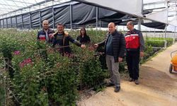 Simavlı üreticiden dikkat çeken hamle: Seralarda kesme çiçek dönemi başladı