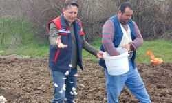 Tavşanlı'da Tarımın Yeni Yıldızı: Köprücek Sarımsağı Ekene Ciddi Gelir Sağlıyor