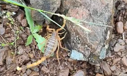 Kütahya'da 100 yavru doğurabilen zehirli akrep görüldü: Yeşil alanlarda dikkat!