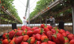 “Çilekte tehlike mi var?” Manavın açıklaması sonrası herkes bunu konuşuyor