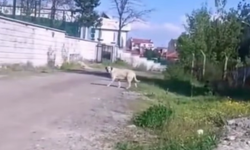 Kütahya'da minik öğrenci, köpek saldırısında yaralandı: ''Çocuğumu bu hale getiren köpekler hala sokaklarda''
