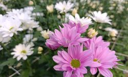 Kütahya’dan dev çıkış! Hollanda’ya rakip: Simav