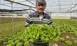 Kütahya'nın dibinde: Tarlada 15 TL, tezgahta 100 TL'ye satılıyor