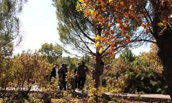 Kütahya'da ters lale görenleri şaşkına çevirdi: Koruma altına alındı