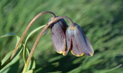 Kütahya'da güzeller güzeli laleleri koparan 700 bin TL ödeyecek