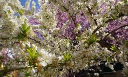 Kütahya’da hava tersine dönüyor: Nisan ortasında kar ve don alarmı
