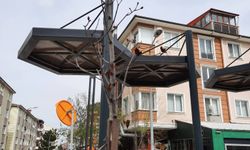 Kütahya’da bahar ortasında dikkat çeken görüntü: Narin Park’ta ağaçlar kurudu