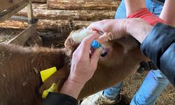 Çavdarhisar’da aşılama seferberliği: büyükbaş hayvanlar koruma altına alındı