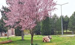 DPÜ kampüsü baharla renklendi: çiçek açan ağaçlar görsel şölen sundu