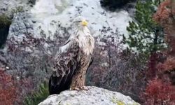 Kütahya'da görüntülenen kartal görenleri büyüledi