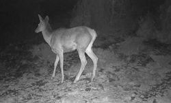 Kütahya'nın içindeki Safari: Bu köy yaban hayvanlarının evi oldu