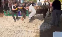 Kütahya’da Kurbanlık Tosun Dehşeti: Görevliyi Yere Savurdu
