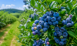Blueberry İçin Gözler Kütahya’ya Çevrildi: Hollandalı Uzmanlardan Tam Not