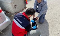 Emet’te kedi ve köpek sahiplerine mikroçip bilgilendirmesi