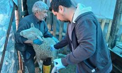 Emet’te küçükbaş hayvanlar için aşılama ve kimliklendirme çalışması başladı