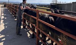 Kütahya’da hayvancılık denetimi: İthal damızlık sığırlar tek tek incelendi