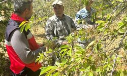 Simav’da üretim alanlarında hastalık mesaisi: Bahçelerde inceleme yapıldı