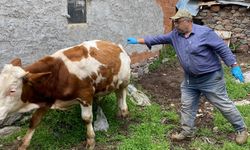 Emet'te büyükbaş hayvanlar için aşılama işlemi yapıldı