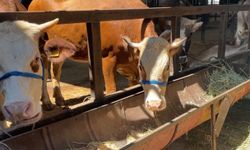 Kütahya'da Kurban Pazarı Beklenen Hareketliliği Göremedi