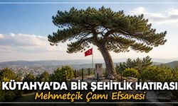 Şehidin avucundaki filizden doğan efsane: Mehmetçik Çamı’nın ardında ne var?