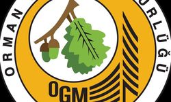 Kamuda dev iş müjdesi yakın: OGM'den, 3 bin personel alımı geliyor