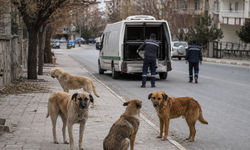 Sahipsiz Köpek Saldırıları Sonrası 3 Belediye Başkanı Hakkında İşlem