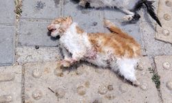 Kütahya’da Kan Donduran Görüntü: İki Kedi Ölü Bulundu