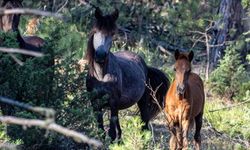 Kütahya ormanlarında görüntülenen yılkı atları hayran bıraktı