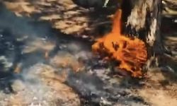 Kütahya'nın Göz Bebeğinde Korkutan Yangın! Büyük Felaket Son Anda Önlendi