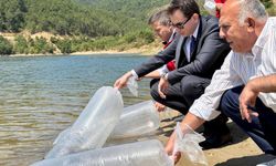 Kütahya'da balık bereketi: 80 bin adet sazan balığı yavrusu baraja bırakıldı