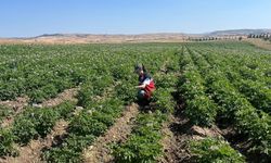 Kütahya'da patates ekili alanlarda bitki pasaportu denetimleri başladı