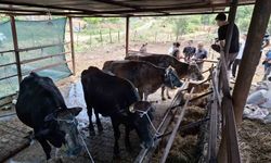 Yangında büyük zarar gören üreticiye yem desteği