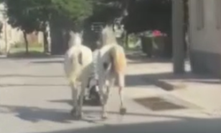 Kütahya'da gören bir daha baktı: Trafikte iki atı motosiklete bağlayarak ilerledi