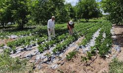 Kütahya'da nohut üretiminde şaşırtan rakam: 120 kilogramı aşacak!